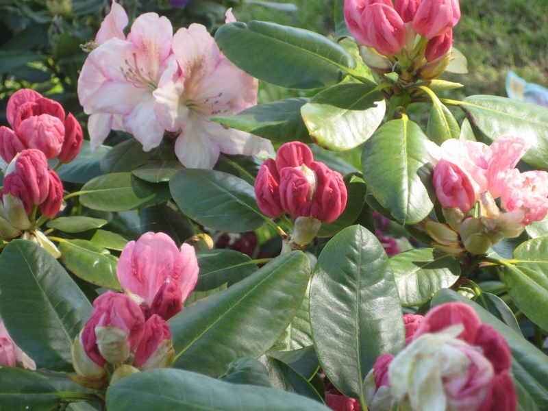 Wystawa miasto i ogród - Wiesława Pinkowska