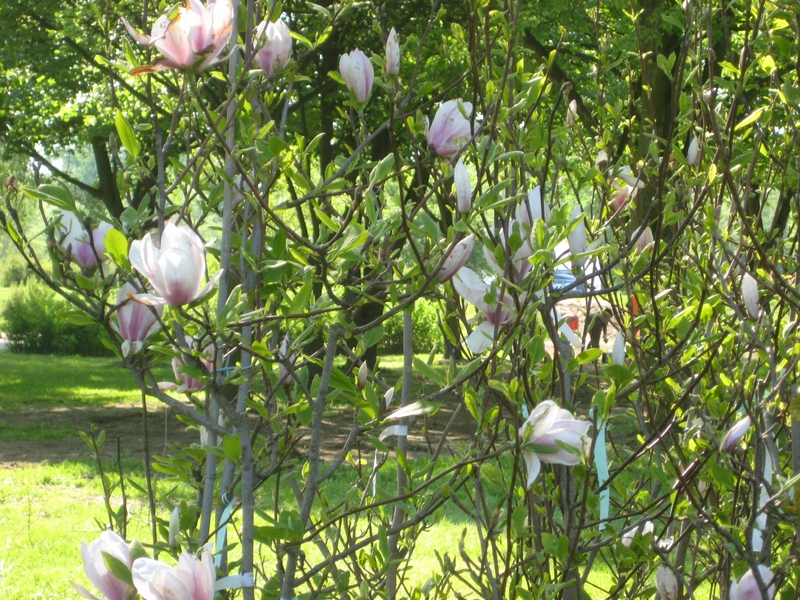 Wystawa miasto i ogród - Wiesława Pinkowska