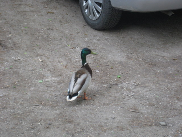 kaczka (1) - Jacek Butlewski