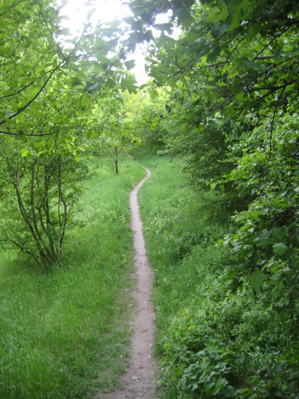 las ścieżka - Jacek Butlewski