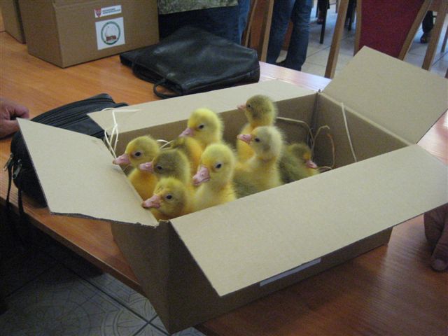 gaski - piskleta (1) - Danuta Synkiewicz