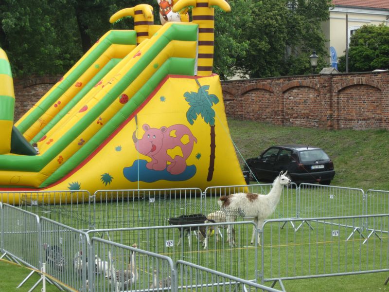 Aleksandra Włodarczyk