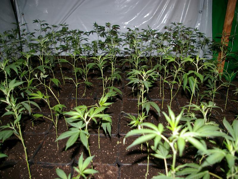 Marihuana - strzeżona przez psy - - Policja/Poznań