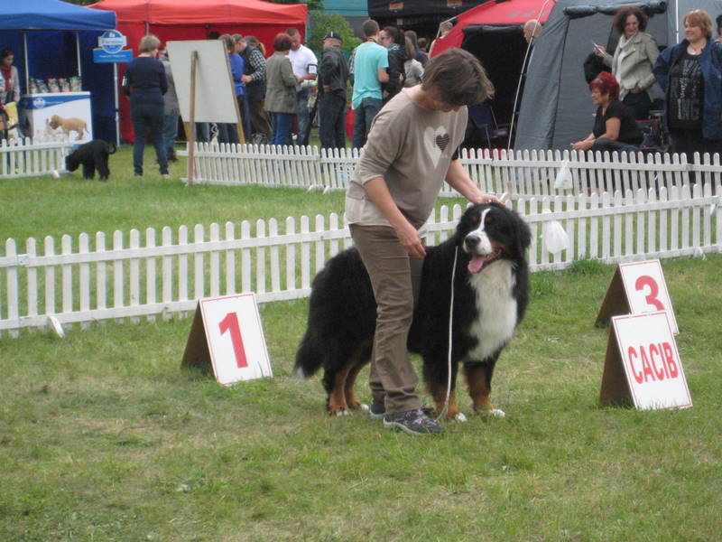 psy na lotnisku (1) - Jacek Marciniak