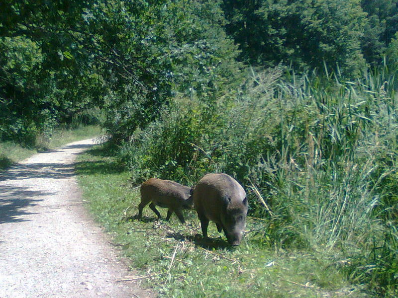 dzik (1) - Agnieszka Dec 