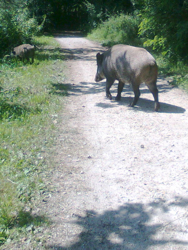 dzik (4) - Agnieszka Dec 