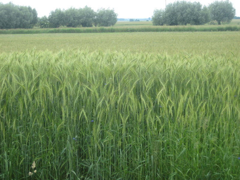 pole (2) - Jacek Butlewski