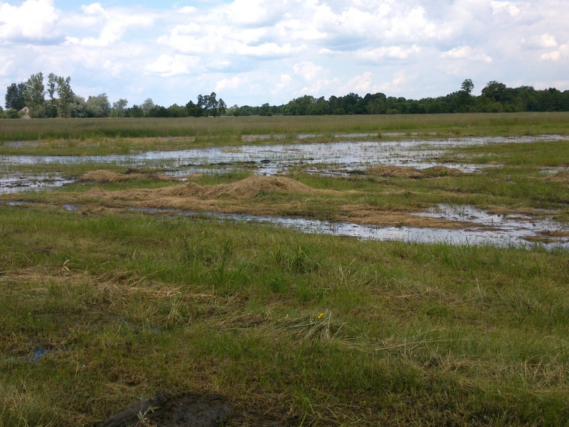 Zagrożenie powodziowe, Golina 2013 - Emilia Chudzińska