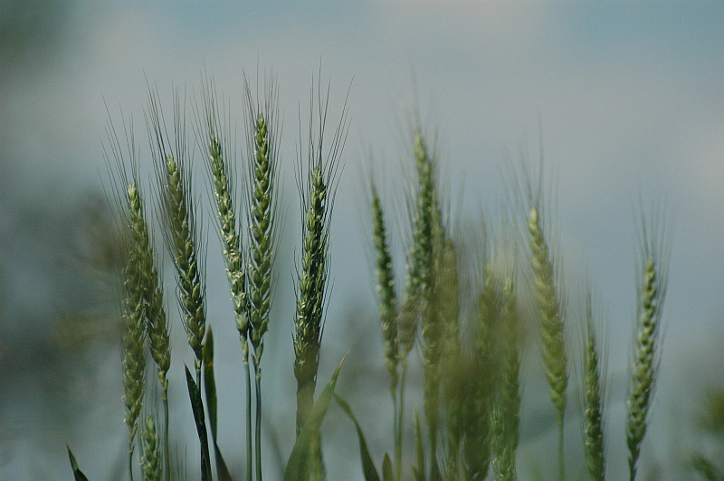 zboże kłosy na polu - TomFoto