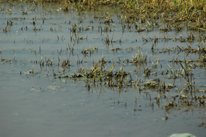 pole woda podmokłe - TomFoto