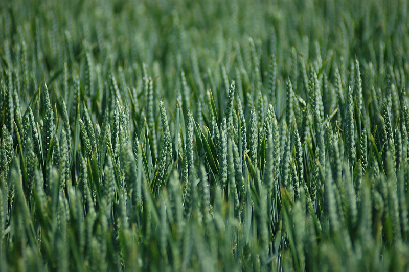 zboże pole łan - TomFoto