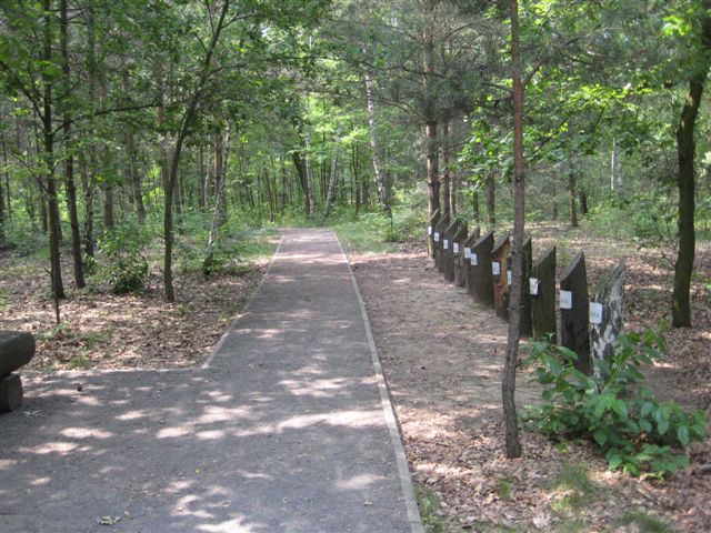 biegaj po lesie - Danuta Synkiewicz