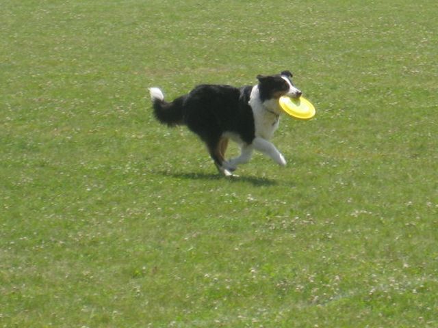 latajace-psy-2013-11a