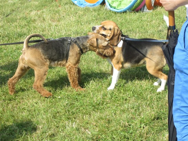 latajace psy 2013 niedziela (3) - Kinga Leszczyńska