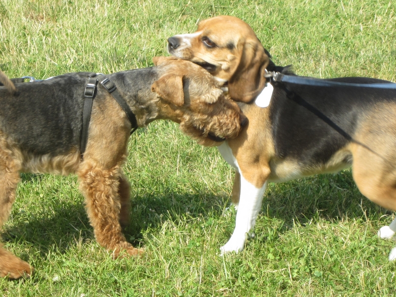 Dwa psy - Kinga Leszczyńska