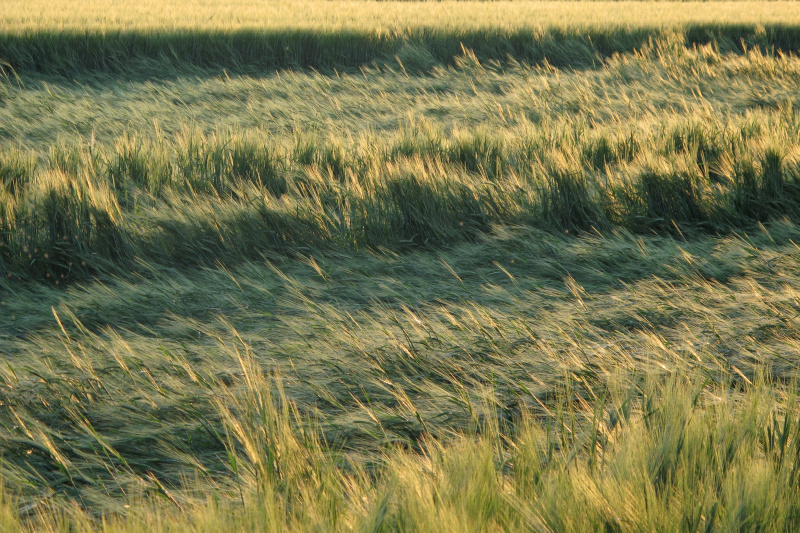 zboże łan straty - TomFoto