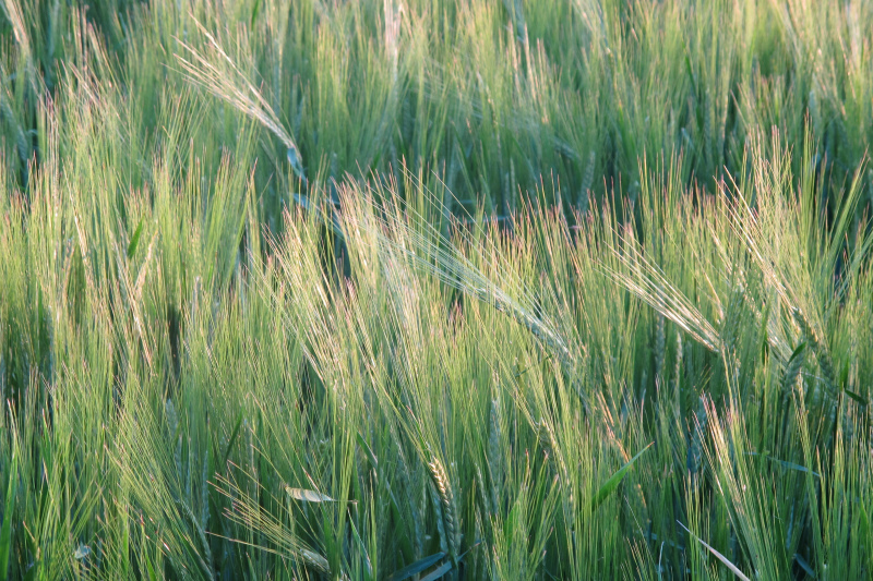 zboże łan 1 - TomFoto