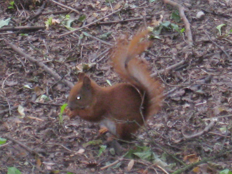 wiewiórka (2) - Jacek Butlewski