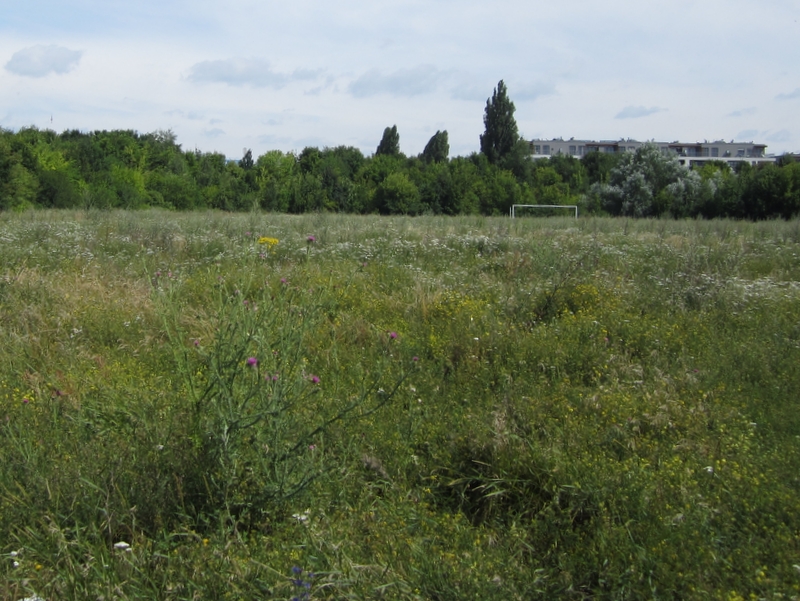 Stadion Szyca - ruina - Anna Skoczek
