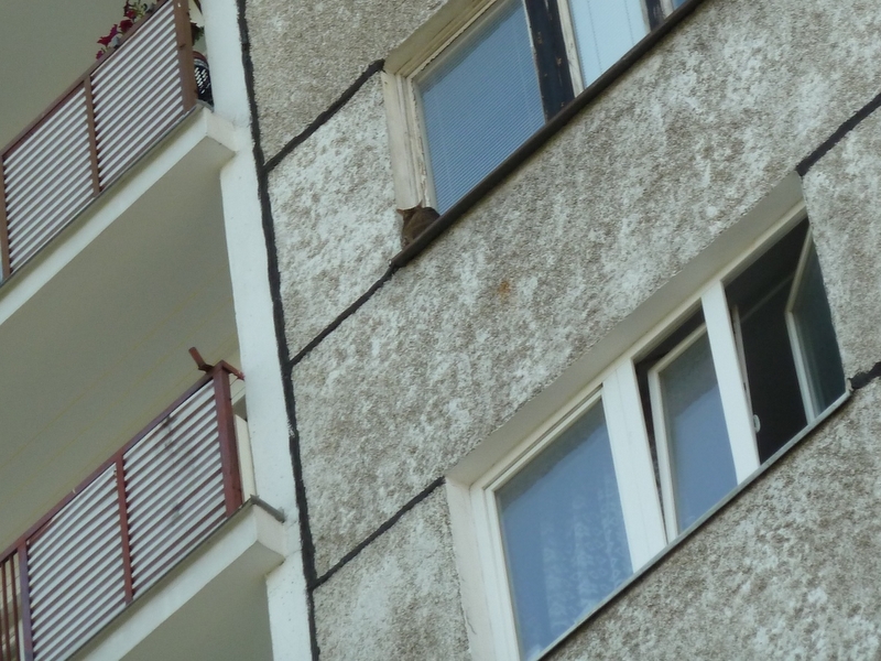 Na ratunek kotu fot. 2 - Mateusz Wawrowski - OrłaBiałego24