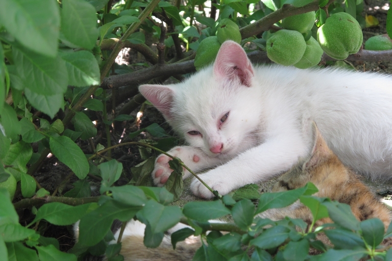 Kot, koty - Basia Jędraszczak