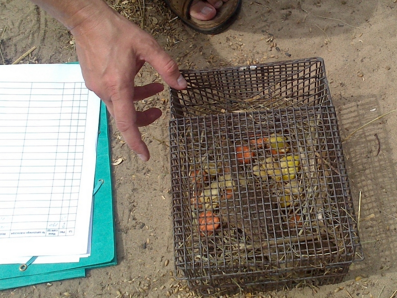 Wojciech Chmielewski