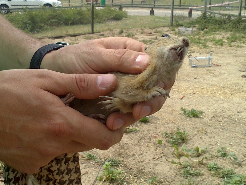 Wojciech Chmielewski