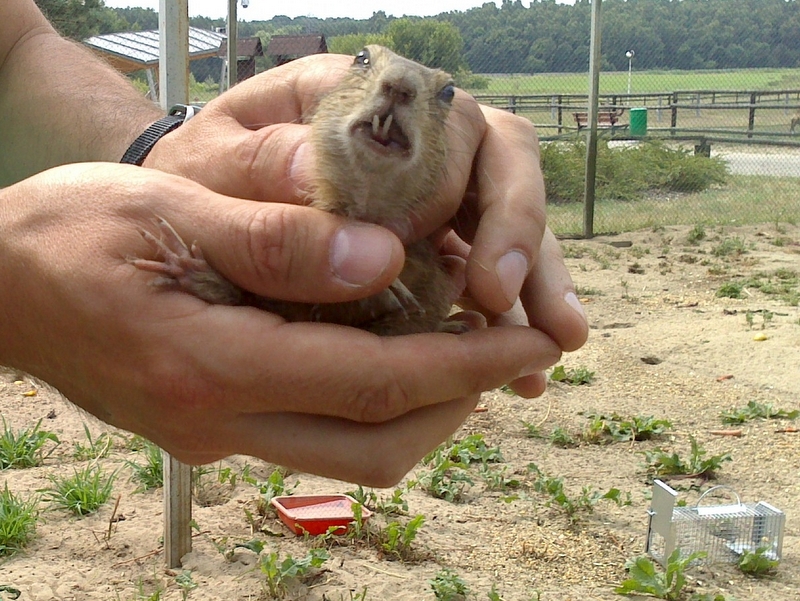odlawianie_suslow (5) - Wojciech Chmielewski