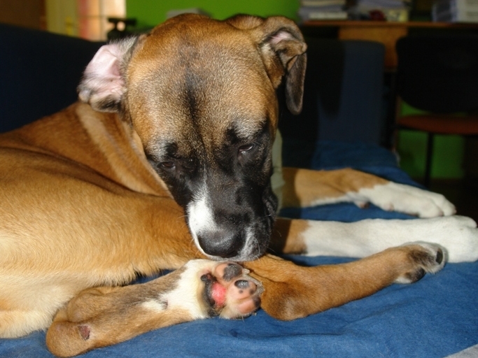Ranny pies, ciągnięty za autem - Pogotowie dla Zwierząt