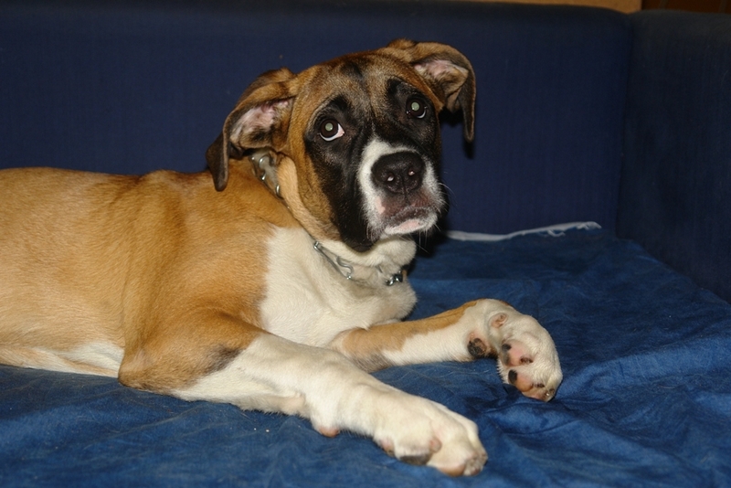 Ranny pies, ciągnięty za autem - Pogotowie dla Zwierząt