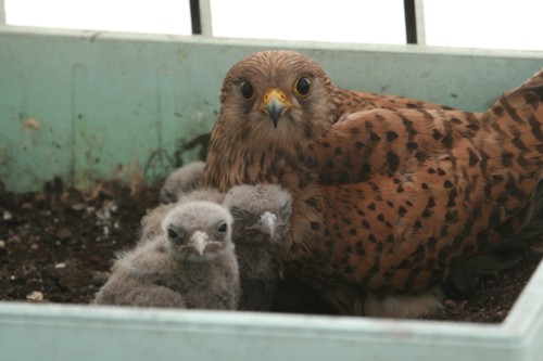 Pustułki - Urząd Miasta Poznania