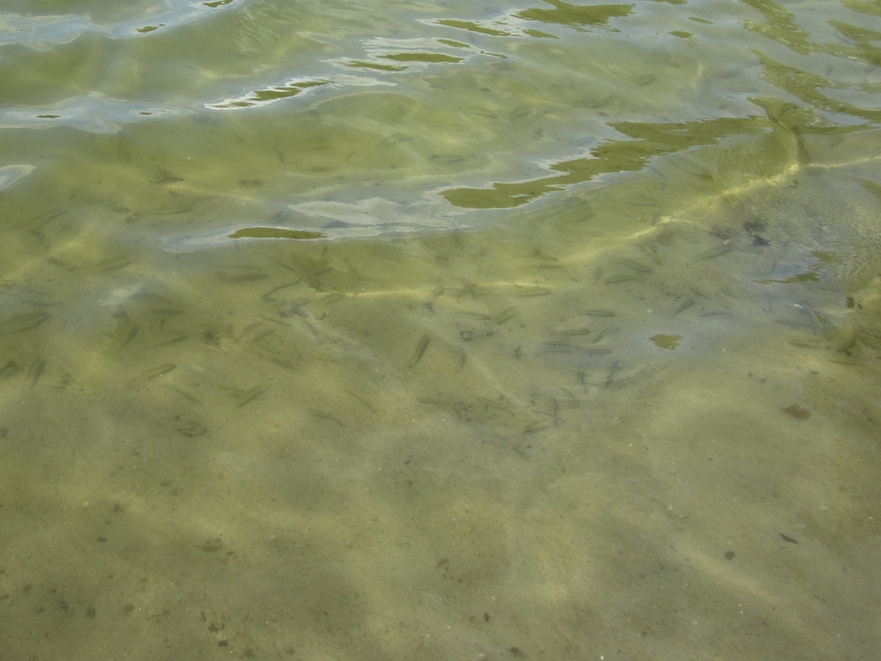 Jezioro Strzeszyńskie, woda, ryby - Adam Michalkiewicz