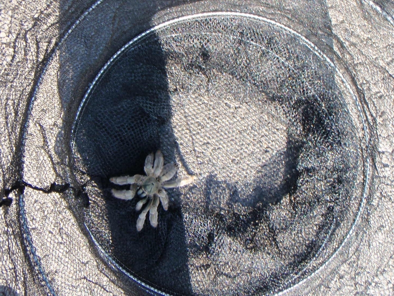 Pająk złapany w sieć - Straż Miejska Poznań