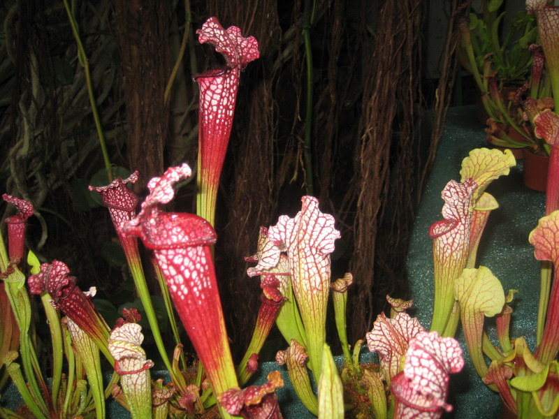 owadożerne rośliny w palmiarni (8) - Jacek Butlewski
