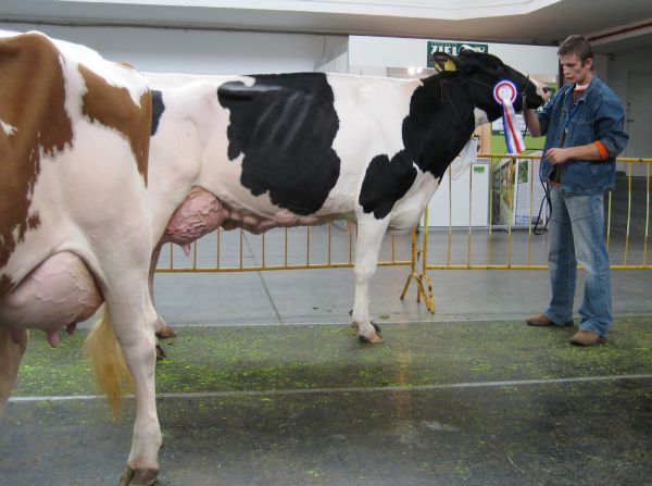 krajowa wyst zwierz targi krowa - Wojciech Chmielewski