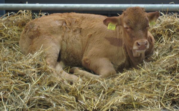 krowa targi 04 - Wojciech Chmielewski