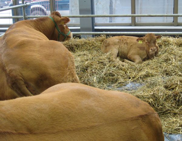 krowa targi 05 - Wojciech Chmielewski