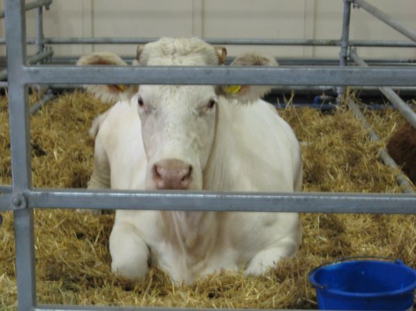 krowa targi 03 - Wojciech Chmielewski