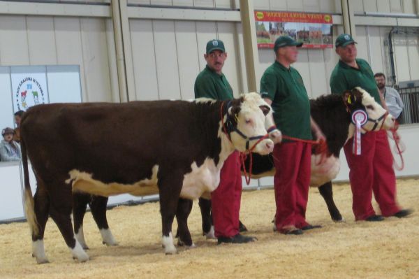 krowa targi 02 - Wojciech Chmielewski