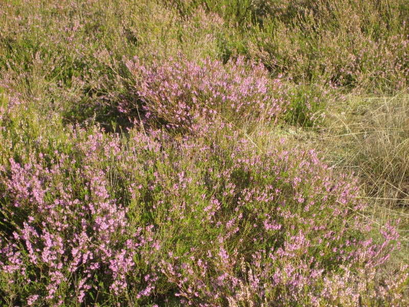 wrzosy_wrzosowisko - Wiesława Pinkowska