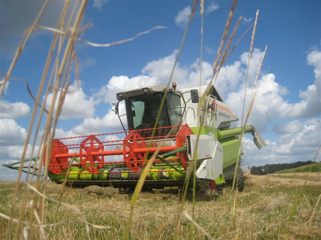 kombajn na polu - zniwa 1 - Danuta Synkiewicz