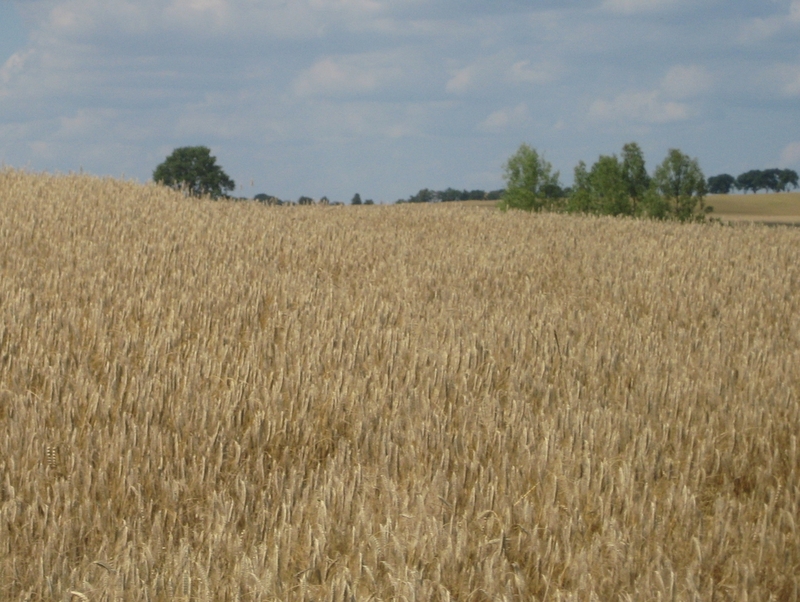 Pole zboża, żniwa, kombajn - Wiesława Pinkowska