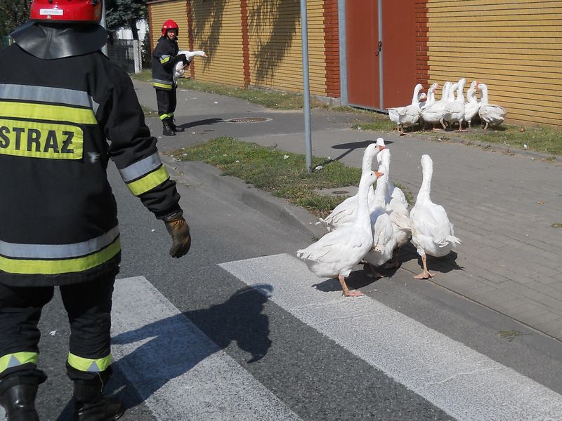 gesi_na_drodze3 - Straż Pożarna w Koninie