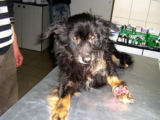 Bobuś pies, podopieczny fundacji Emir - Fundacja Emir