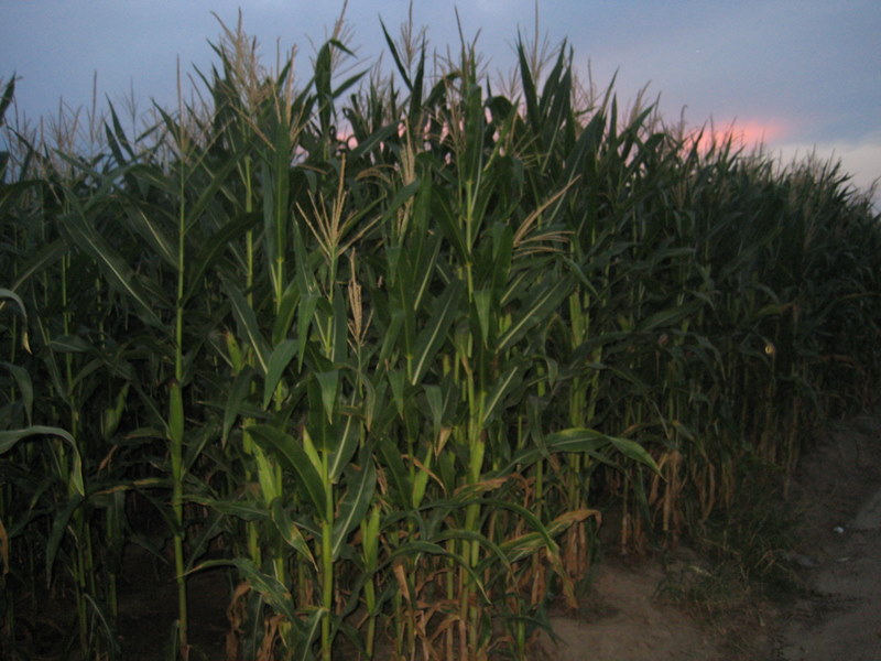 kukurydza - Jacek Butlewski