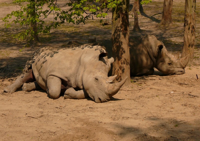 Nosorożce - Zoo Poznań