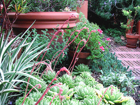 Ogródek działkowy - Hortulus - CC Flickr