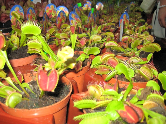 rośliny mięsożerne - wystawa - Adam Michalkiewicz