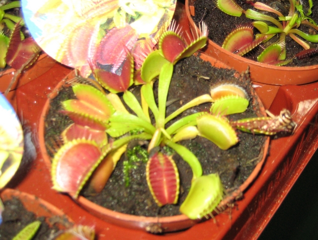 rośliny mięsożerne - wystawa - Adam Michalkiewicz