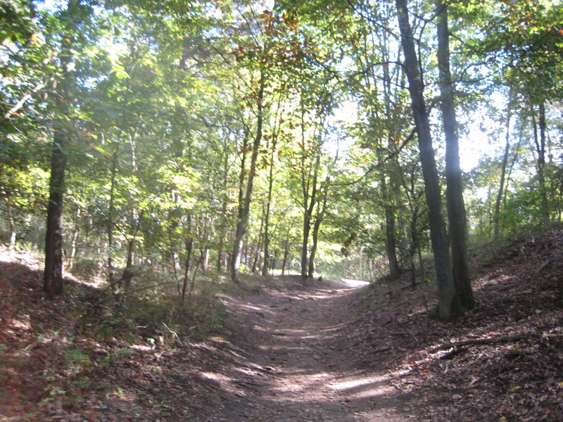 puszcza Zielonka (4) - Jacek Butlewski